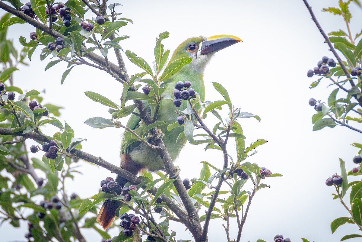 Southern Emerald-Toucanet (Andean) - ML641476814