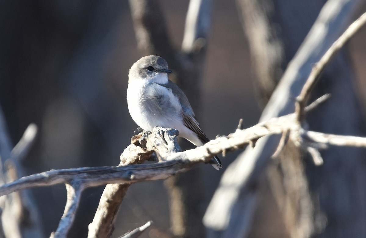 Jacky-winter - ML641476818