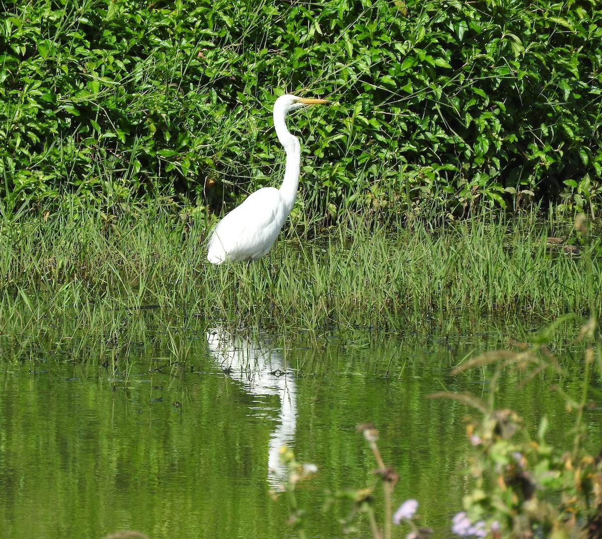Great Egret - ML641476822