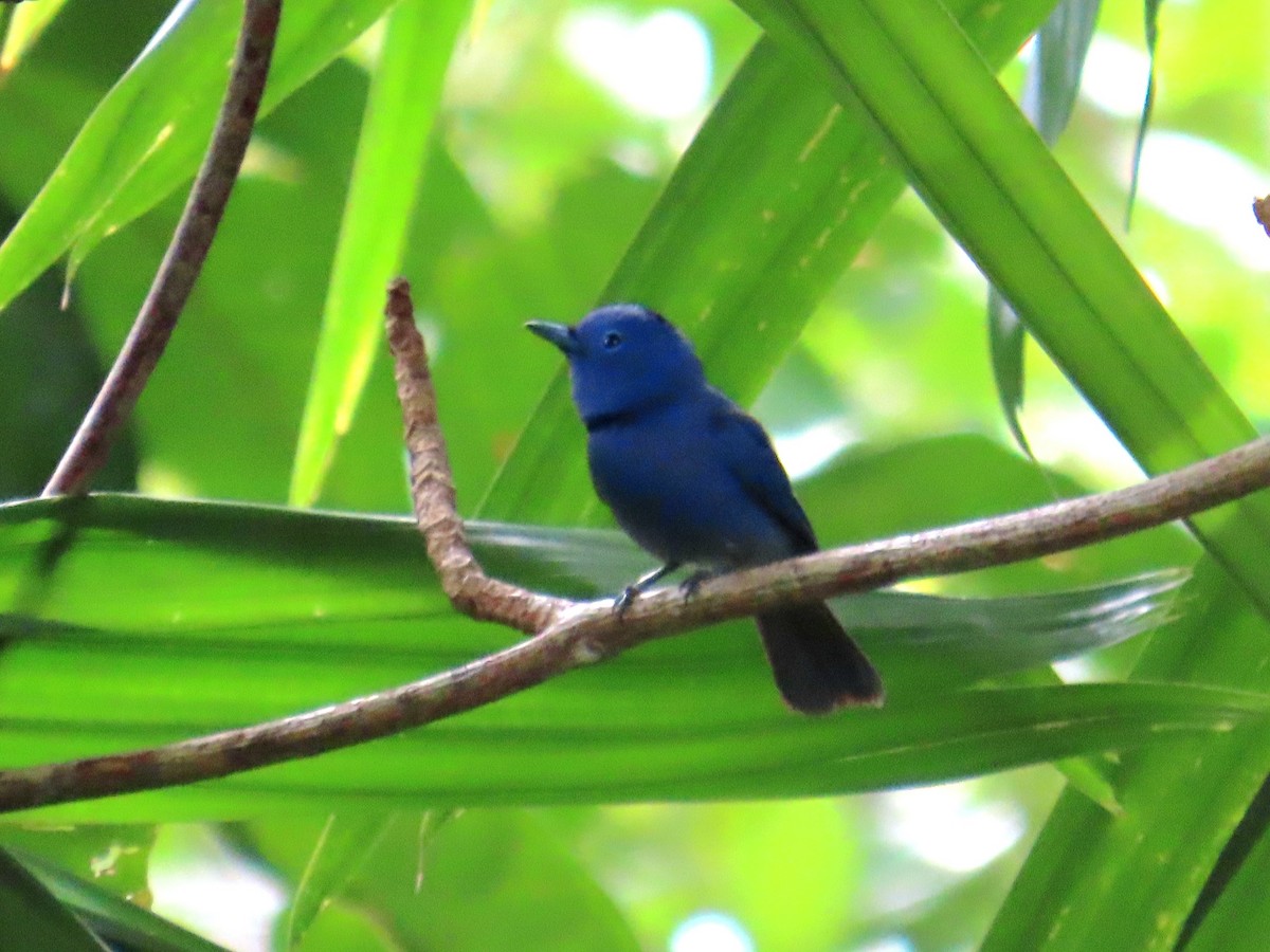 Black-naped Monarch - ML641476823