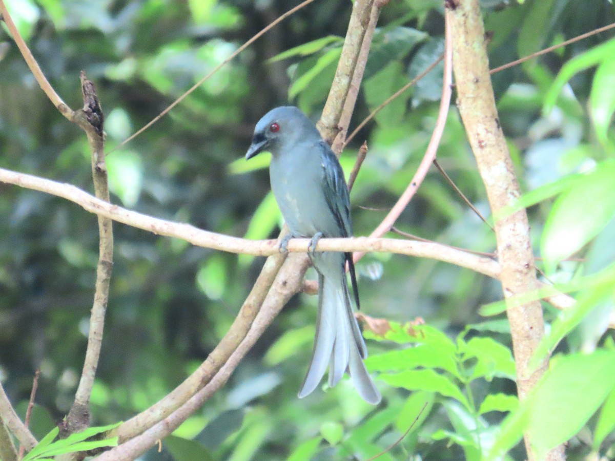 Drongo cendré - ML641476832
