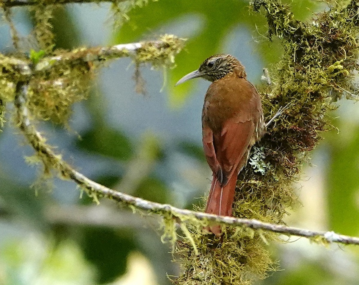 Montane Woodcreeper - ML641476834