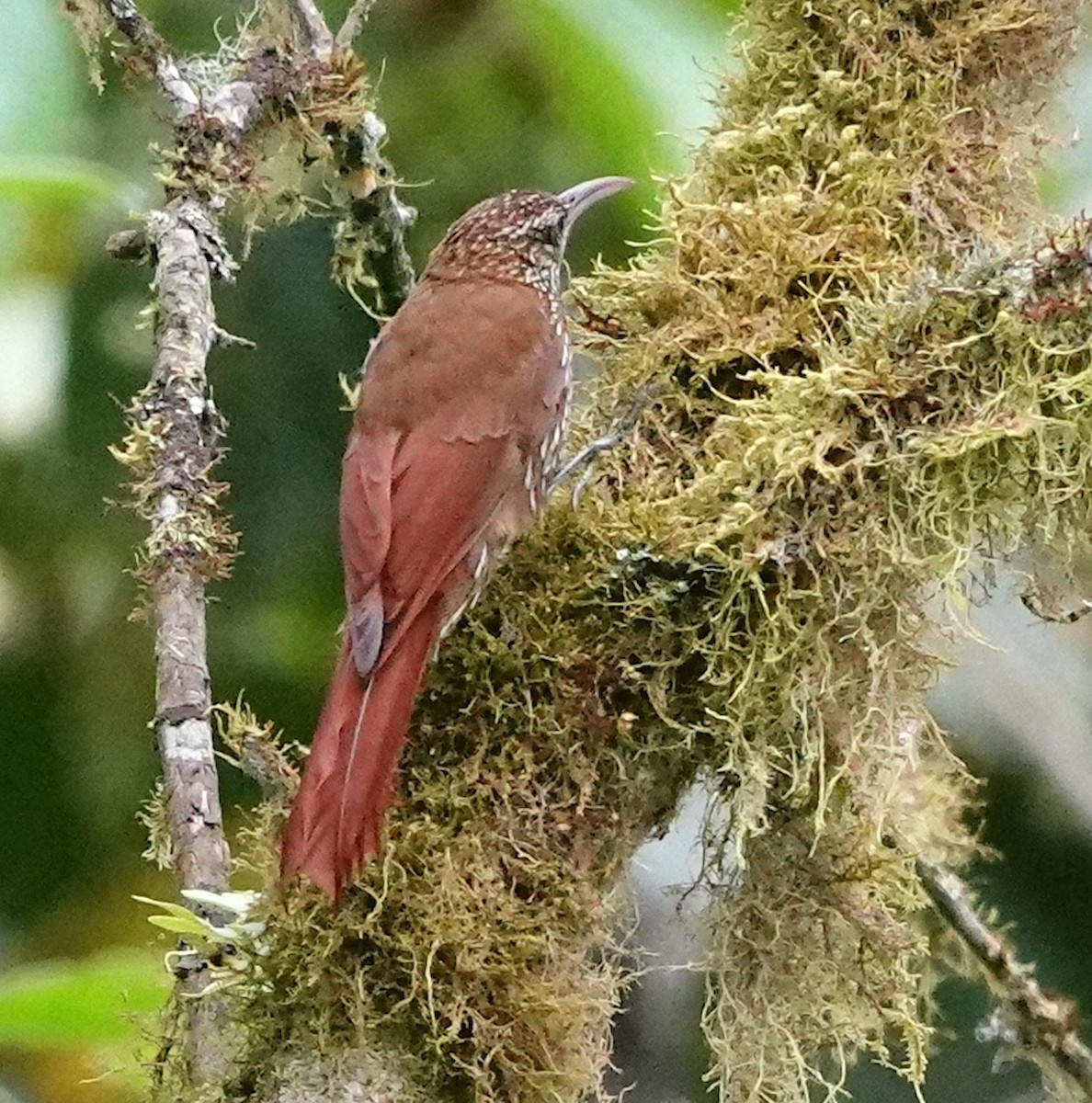 Montane Woodcreeper - ML641476839