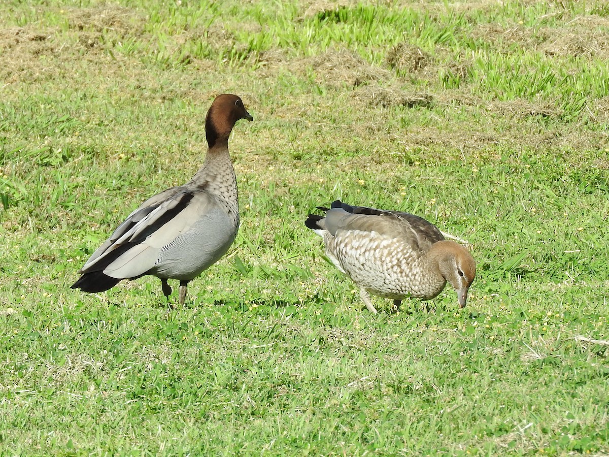 Maned Duck - ML641476841