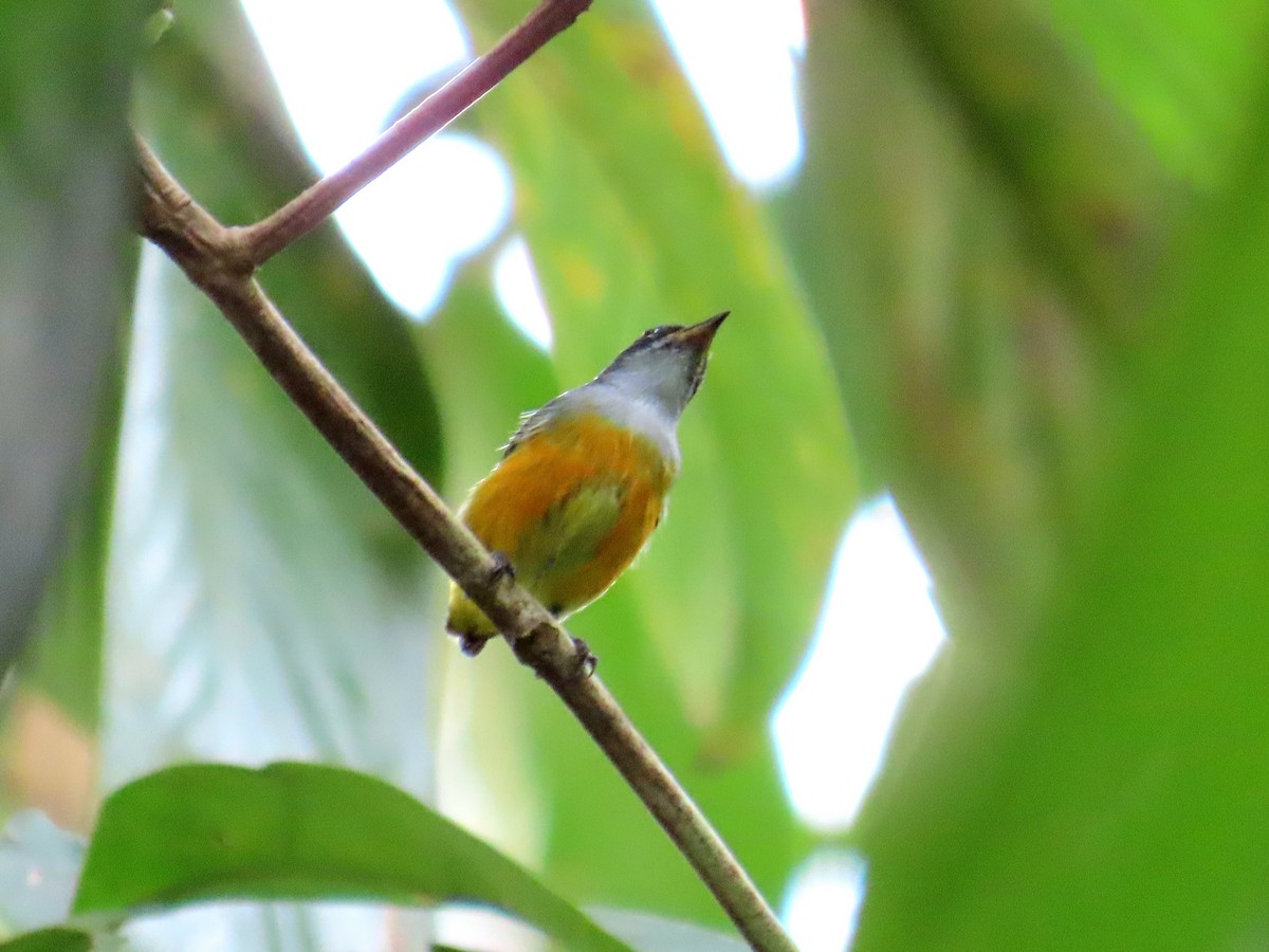 Orange-bellied Flowerpecker - ML641476846
