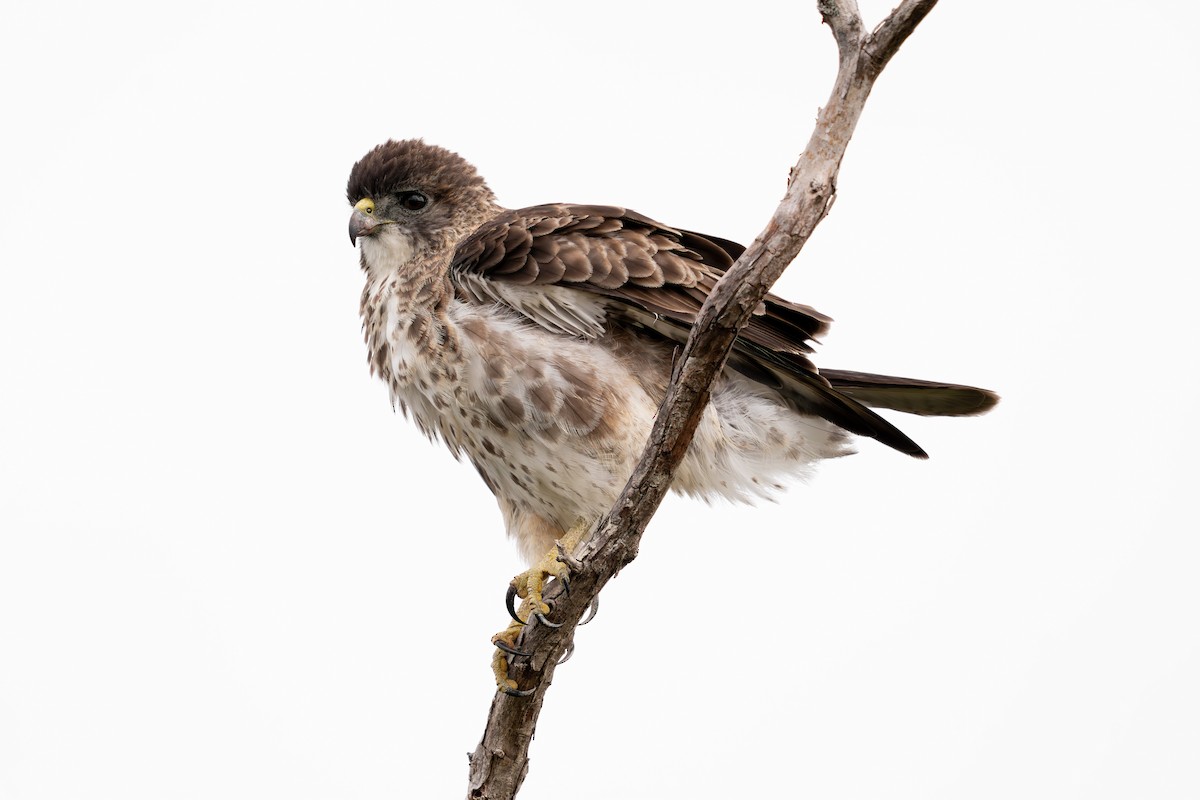 Канюк гавайський - ML641476853