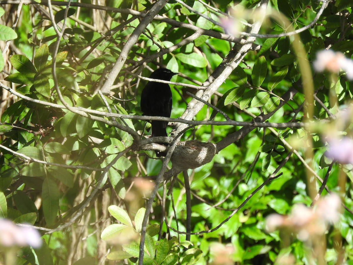 Willie-wagtail - ML641476865