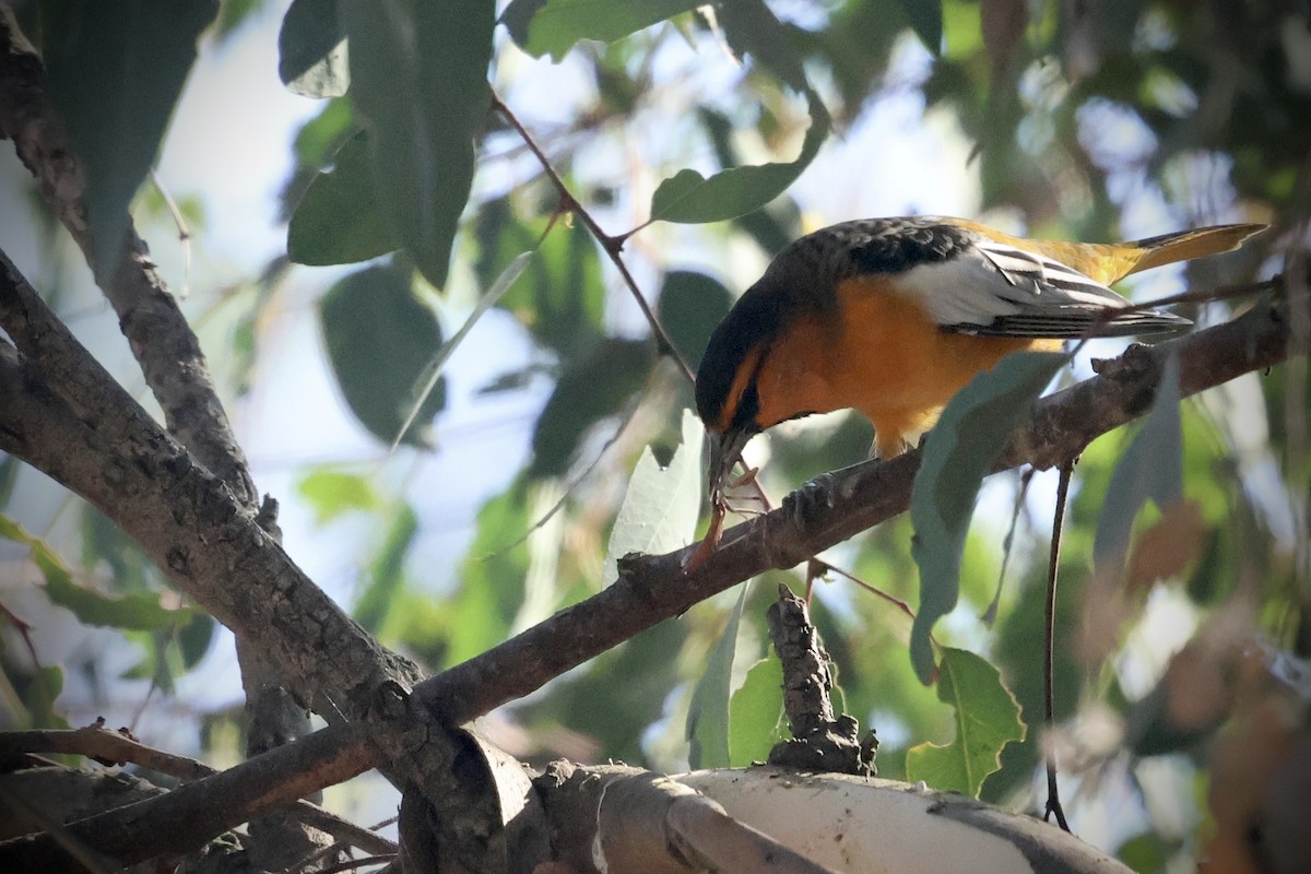 Bullock's Oriole - ML641476868
