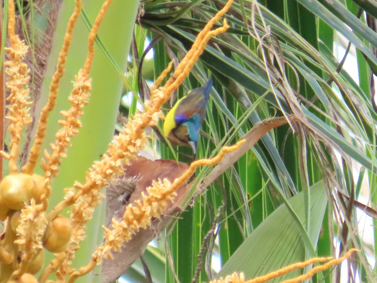 Brown-throated Sunbird - ML641476876