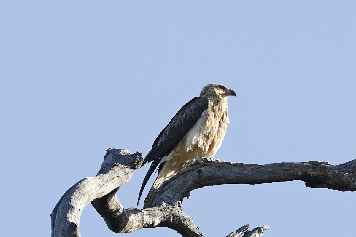 Whistling Kite - ML641476877