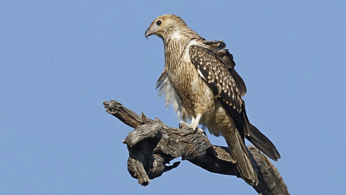 Whistling Kite - ML641476879