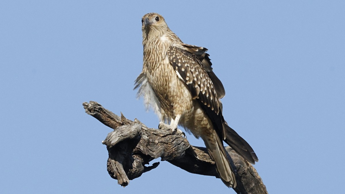Whistling Kite - ML641476884