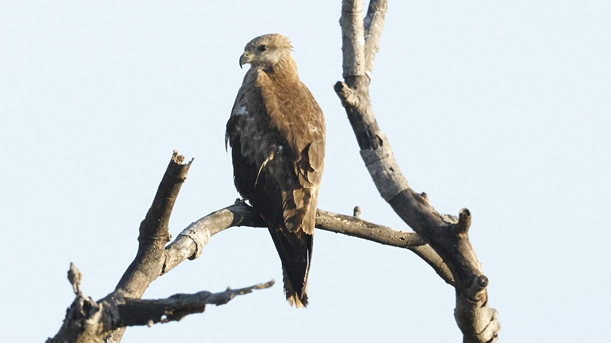 Whistling Kite - ML641476894