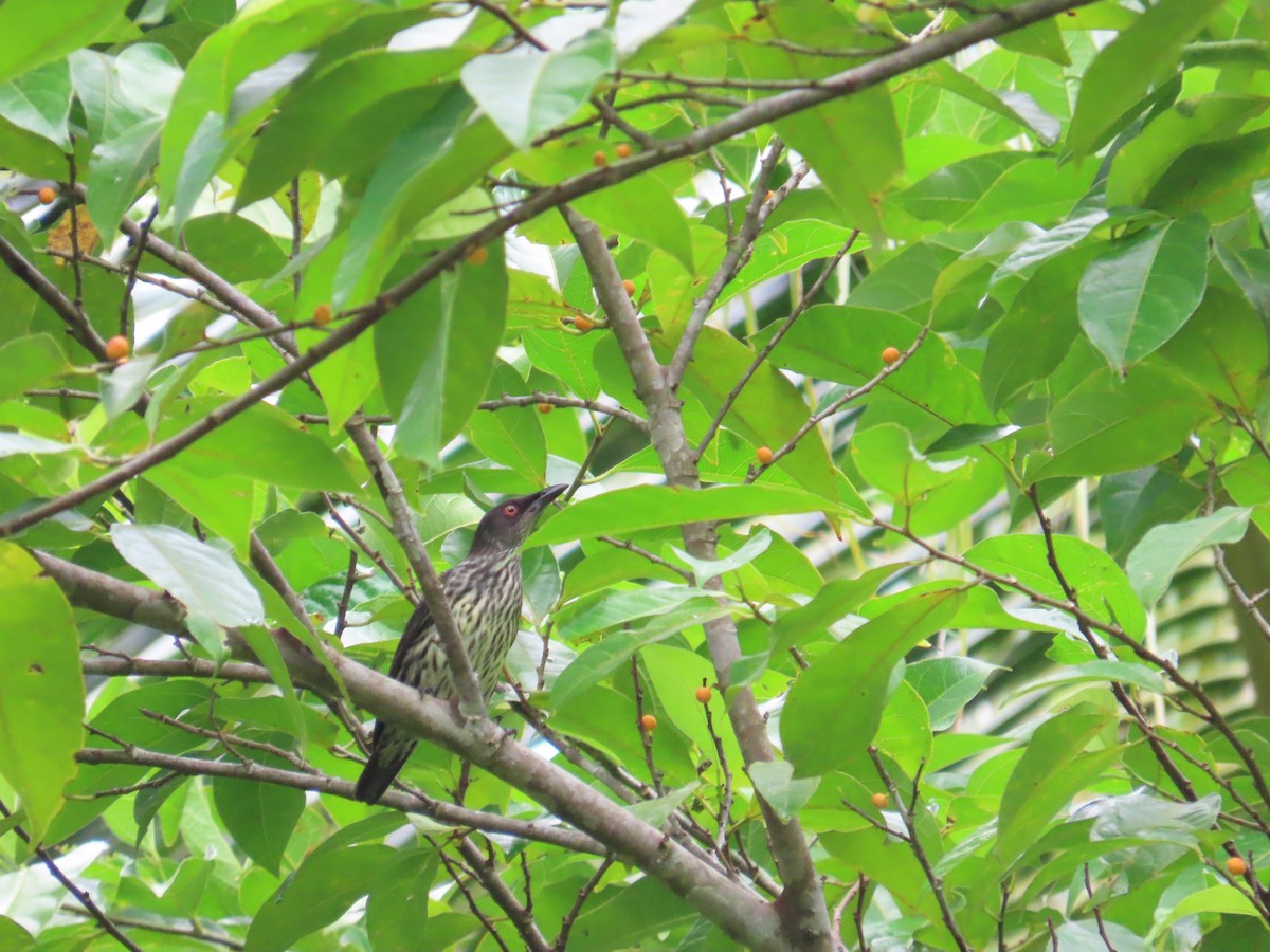 Asian Glossy Starling - ML641476899
