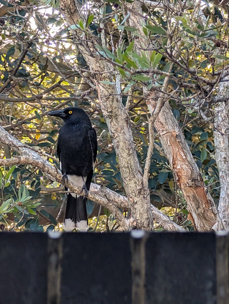 Pied Currawong - ML641476910