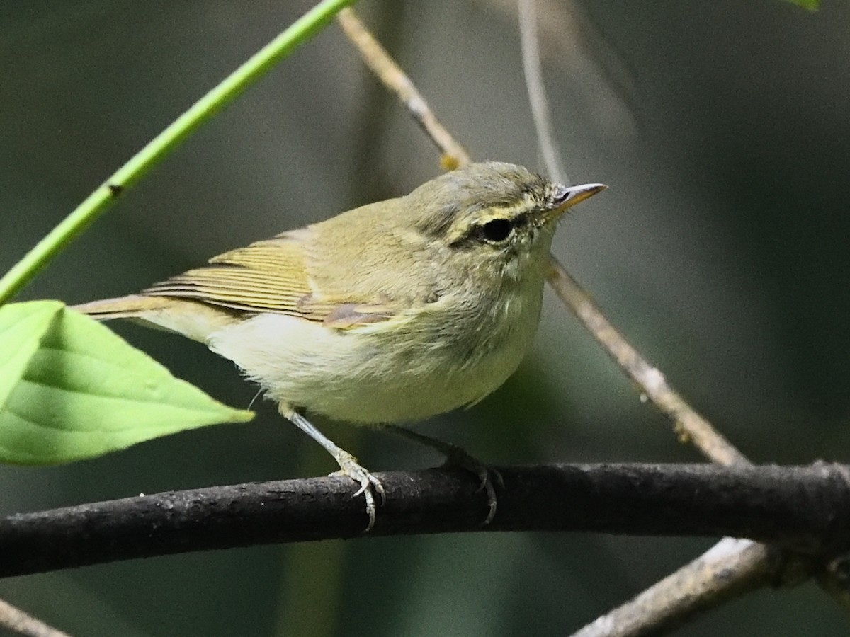 Green Warbler - ML641476915