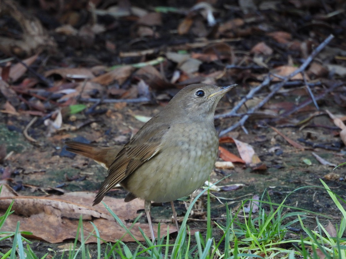 Thrush Nightingale - ML641476918