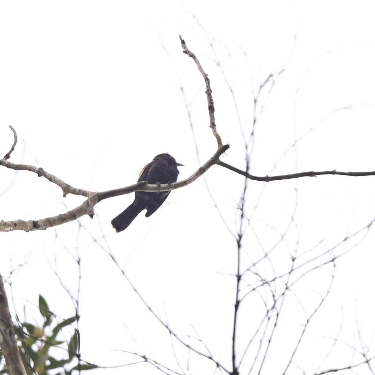 Golden-winged Cacique - ML641476921