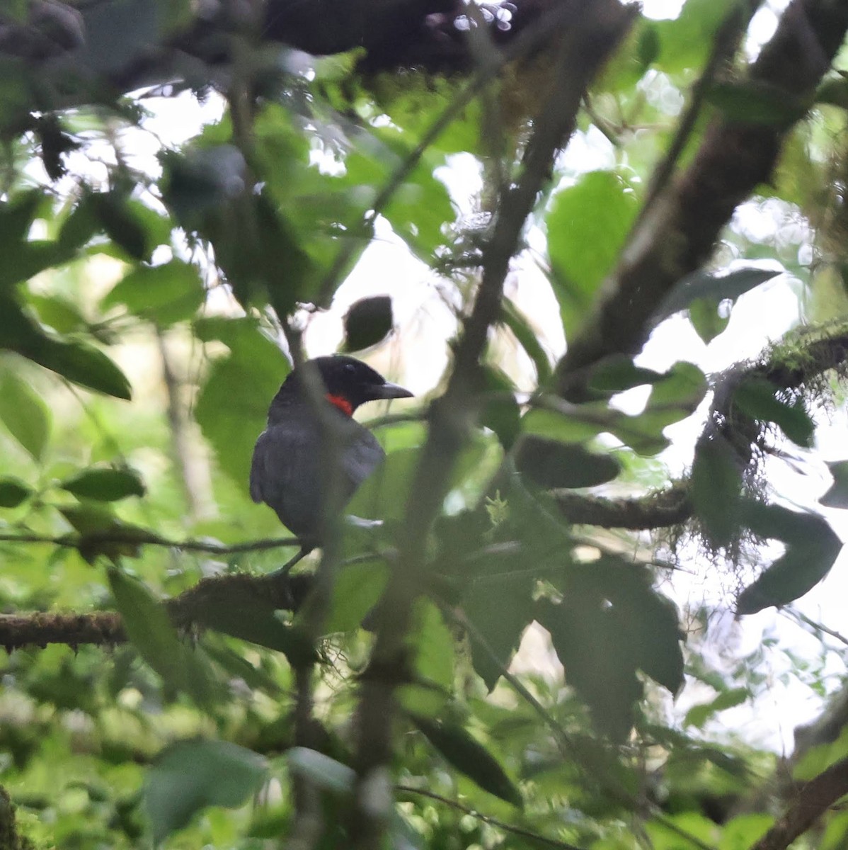 Red-ruffed Fruitcrow - ML641476928