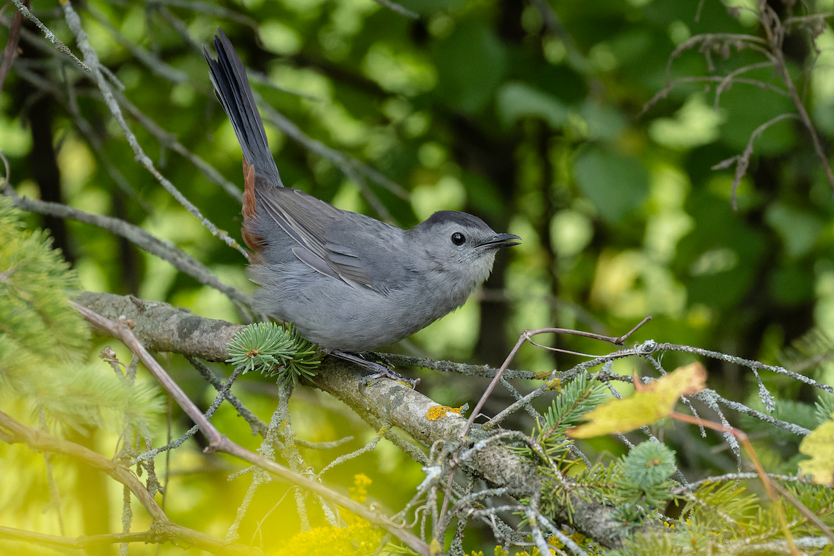 Gray Catbird - ML641476938
