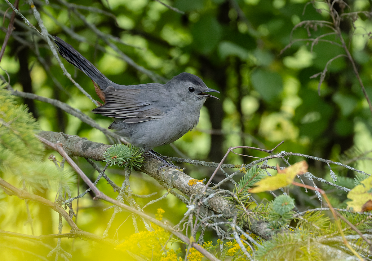 Gray Catbird - ML641476939