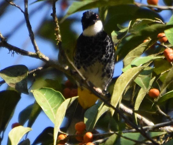 Scaly-breasted Bulbul - ML641476942