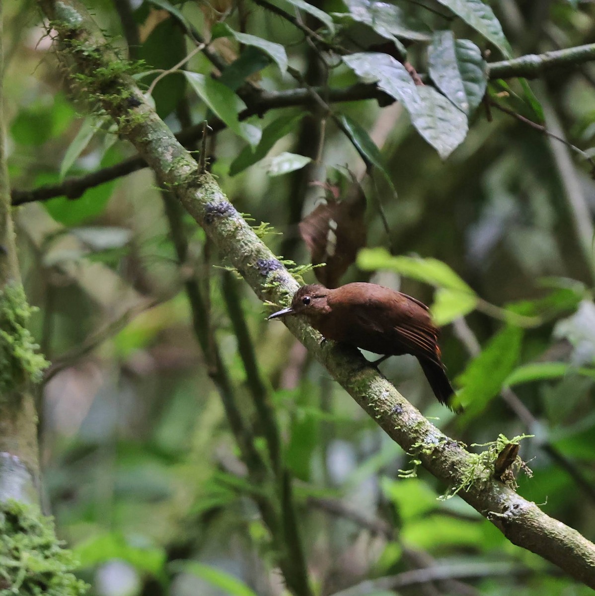 Rufous-breasted Leaftosser (Rufous-breasted) - ML641476943