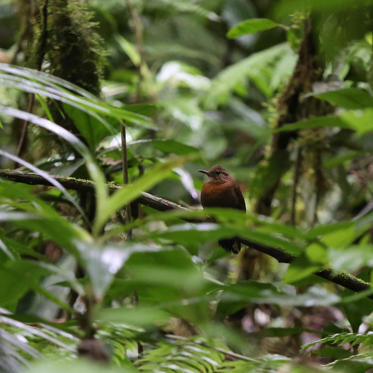 Rufous-breasted Leaftosser (Rufous-breasted) - ML641476944