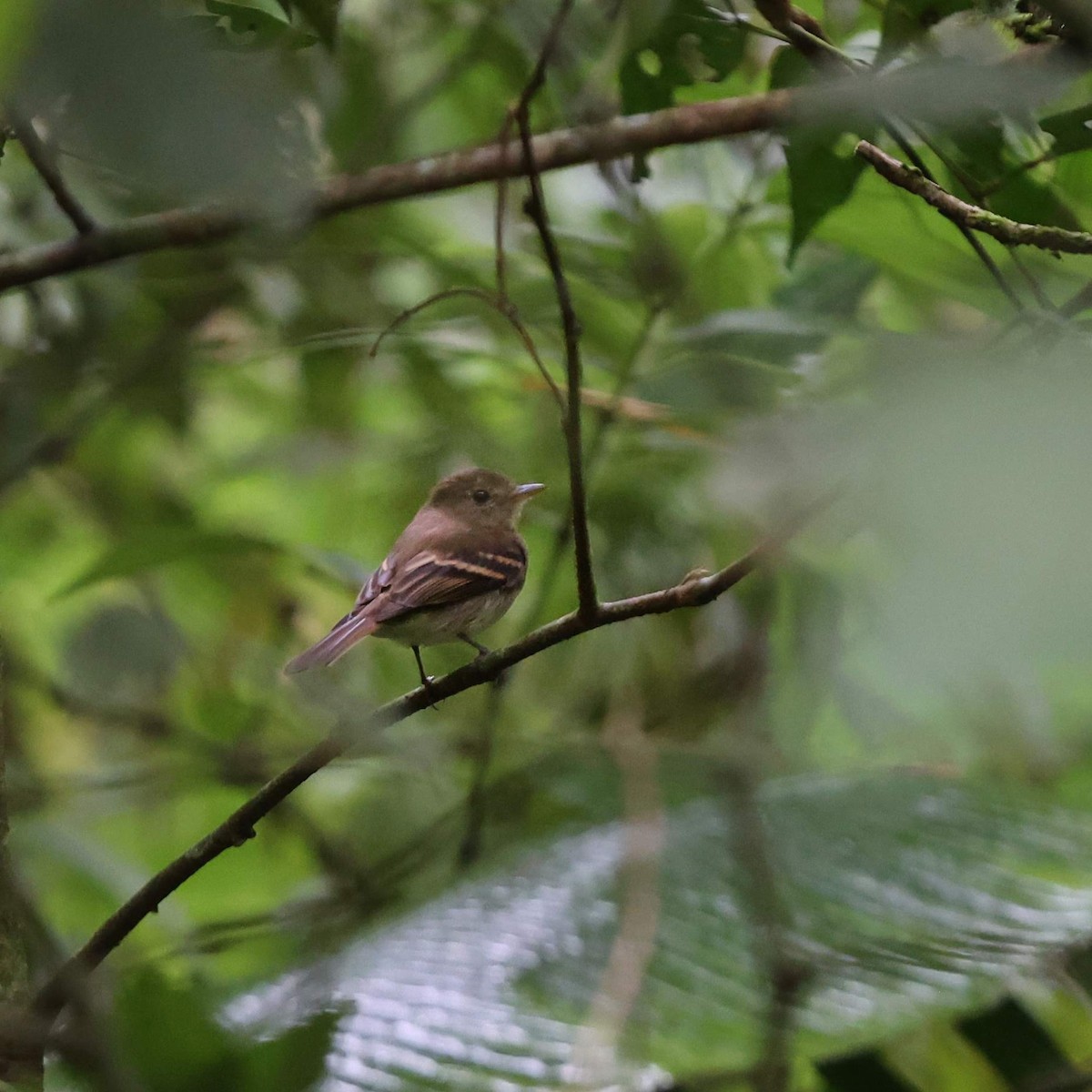 Euler's Flycatcher - ML641476948
