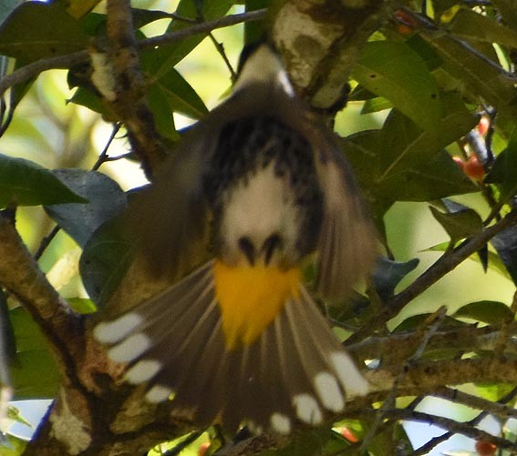 Scaly-breasted Bulbul - ML641476949