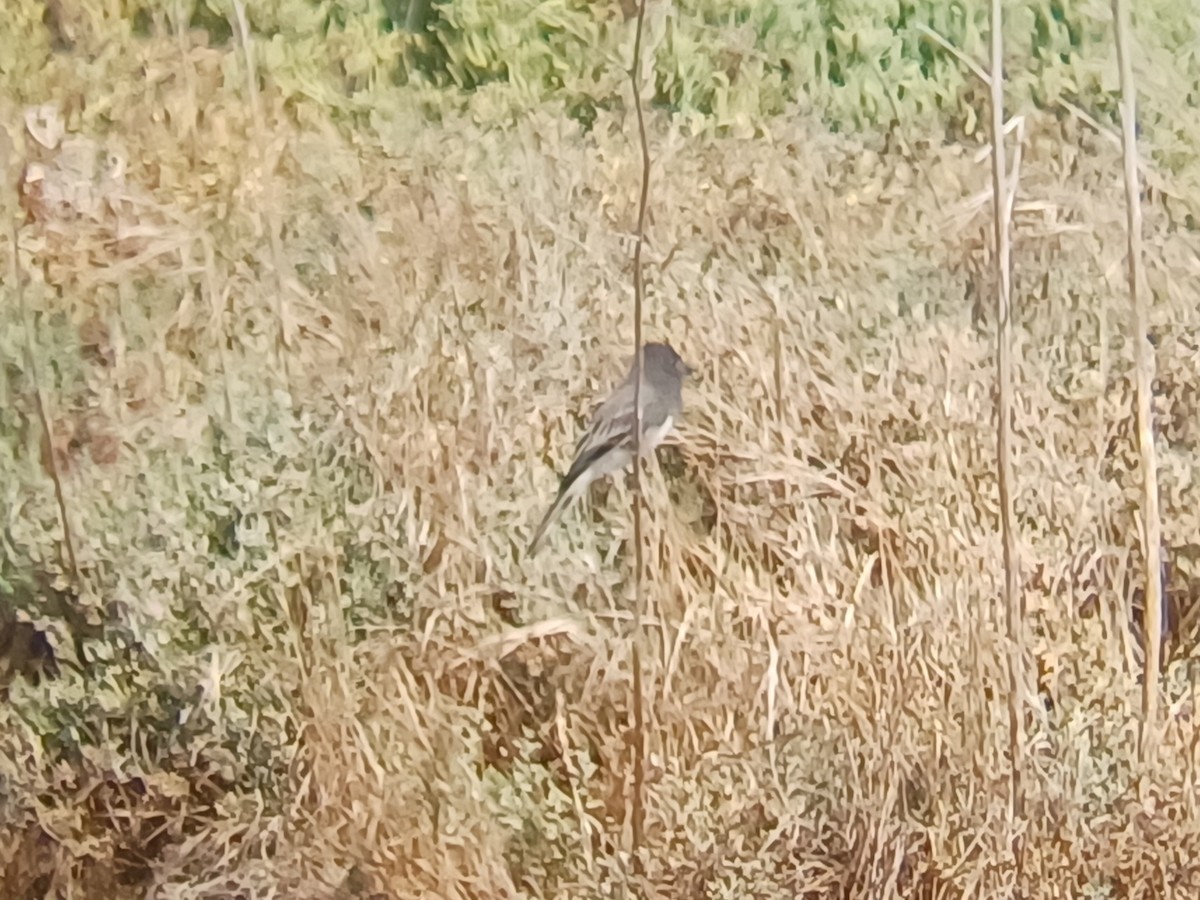 Black Phoebe - ML641476957