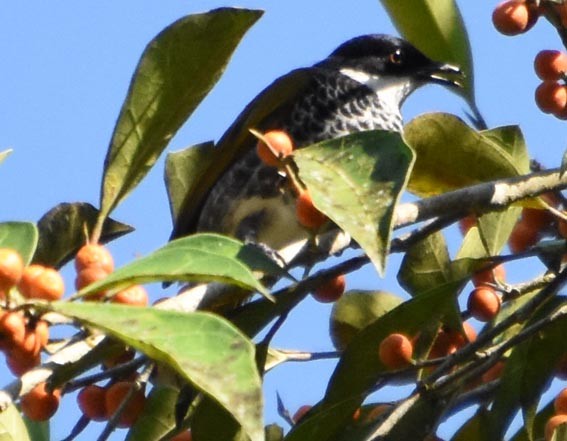 Scaly-breasted Bulbul - ML641476960
