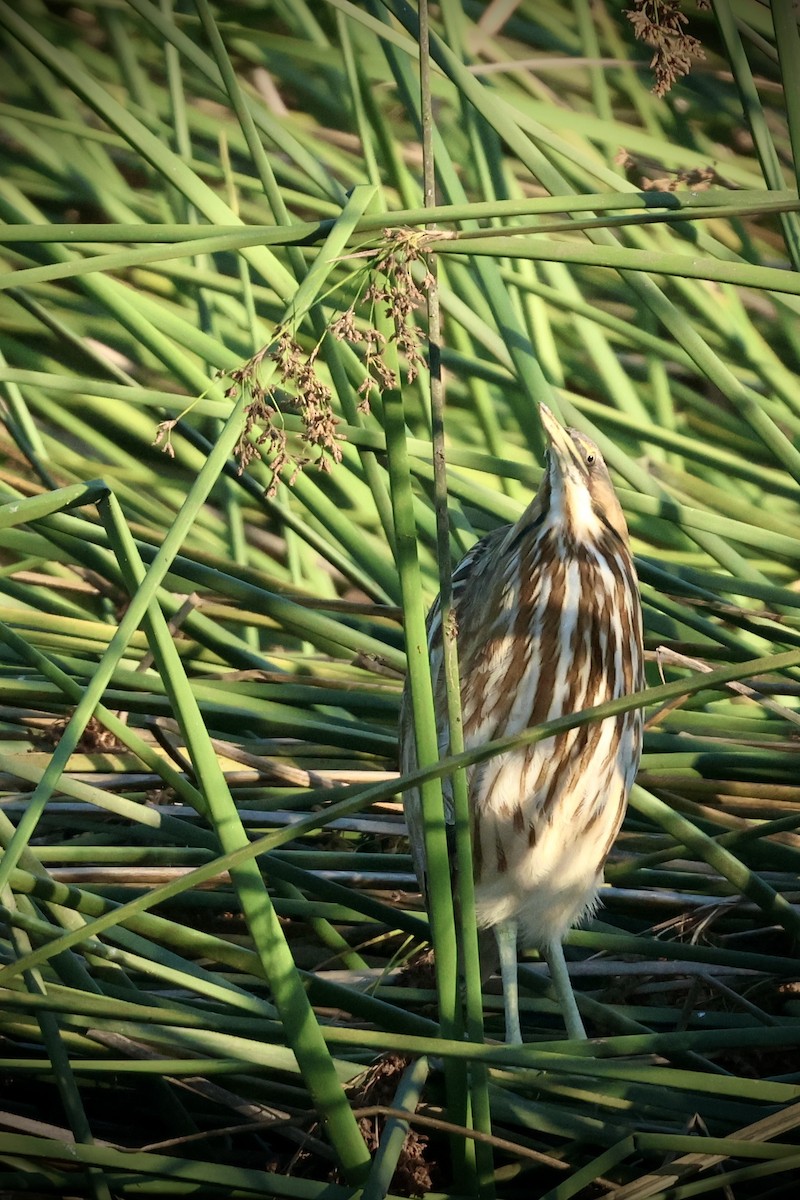 American Bittern - ML641477009