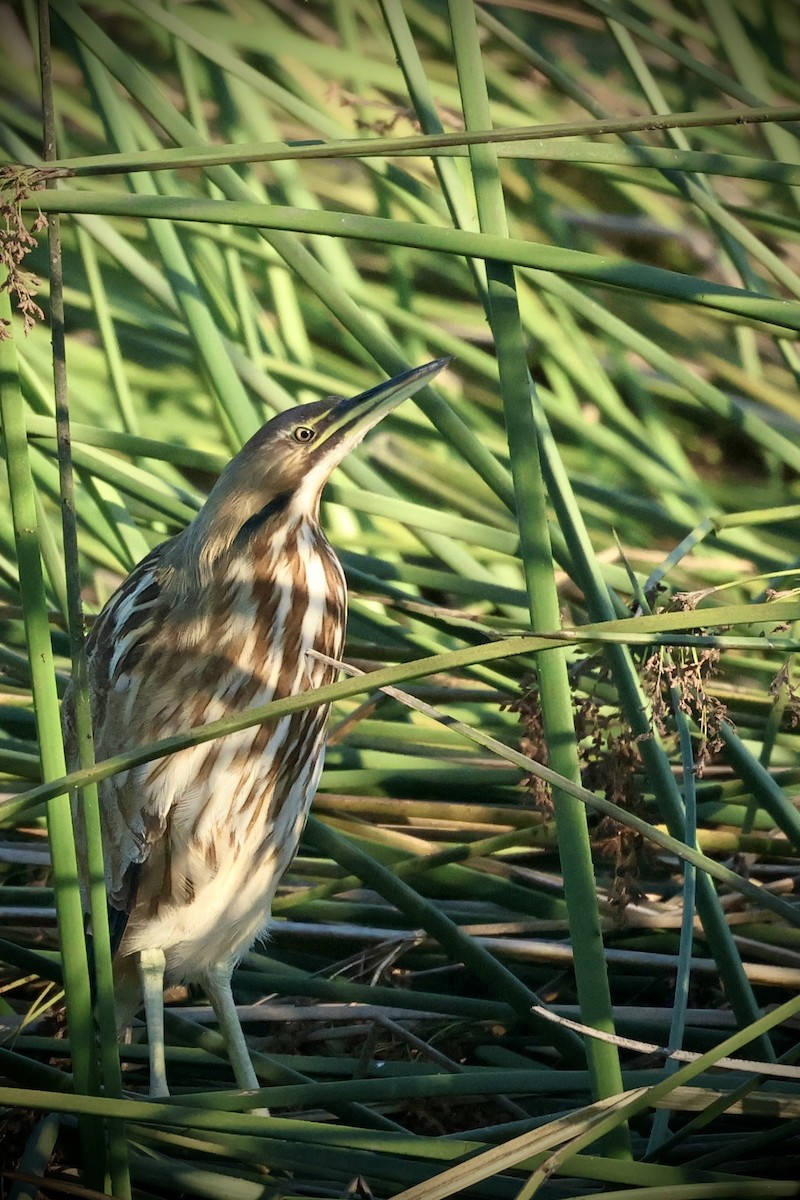 American Bittern - ML641477011