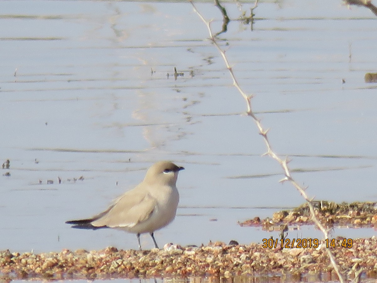 Small Pratincole - ML641477040