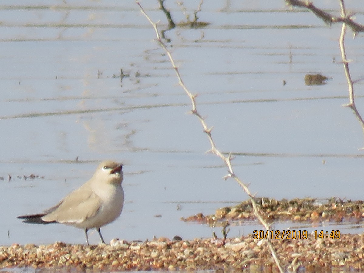 Small Pratincole - ML641477041