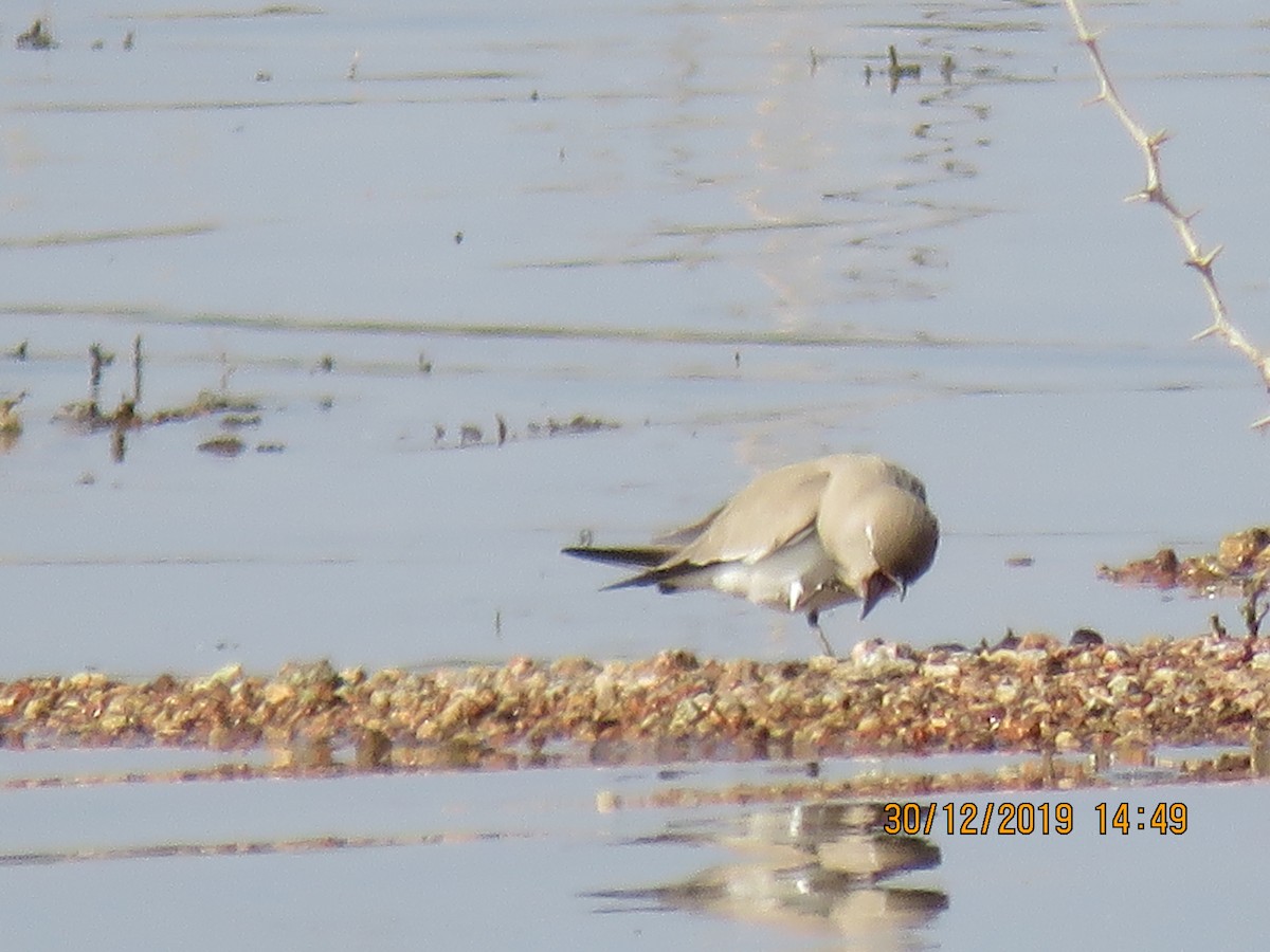 Small Pratincole - ML641477042
