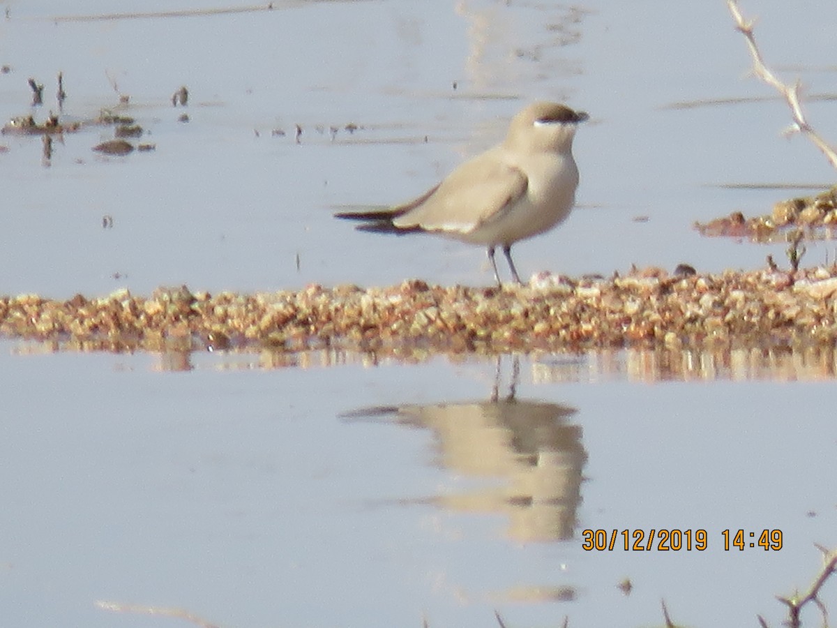 Small Pratincole - ML641477043