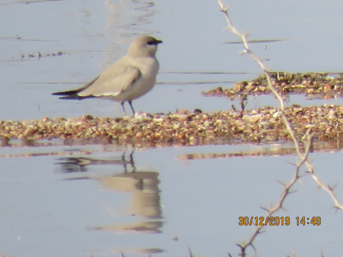 Small Pratincole - ML641477044