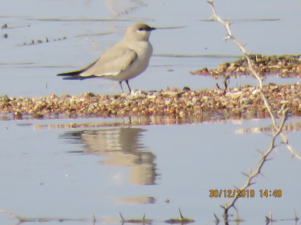 Small Pratincole - ML641477045