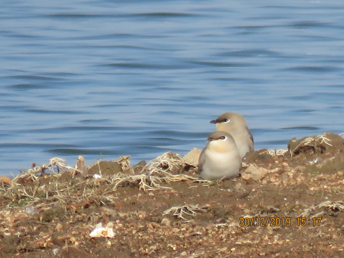 Small Pratincole - ML641477046
