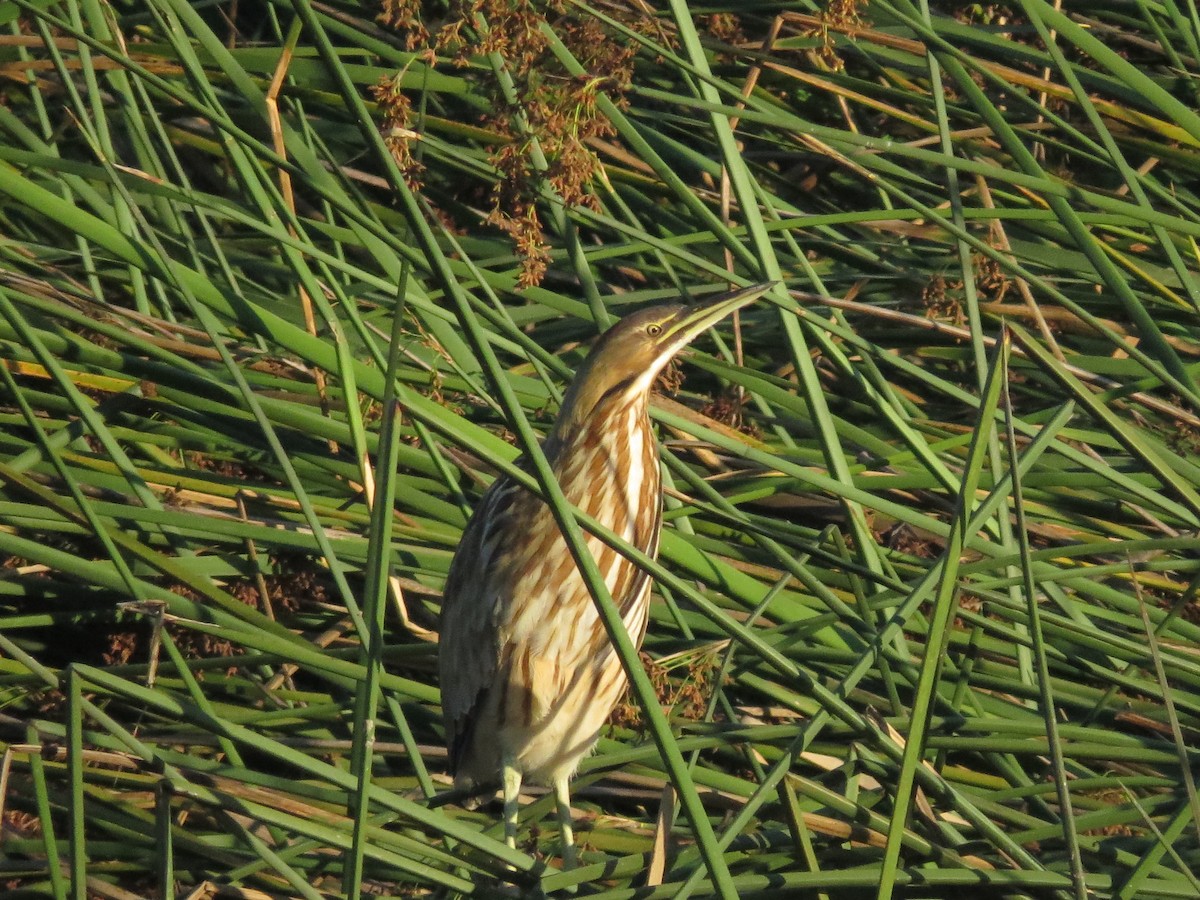 American Bittern - ML641477056