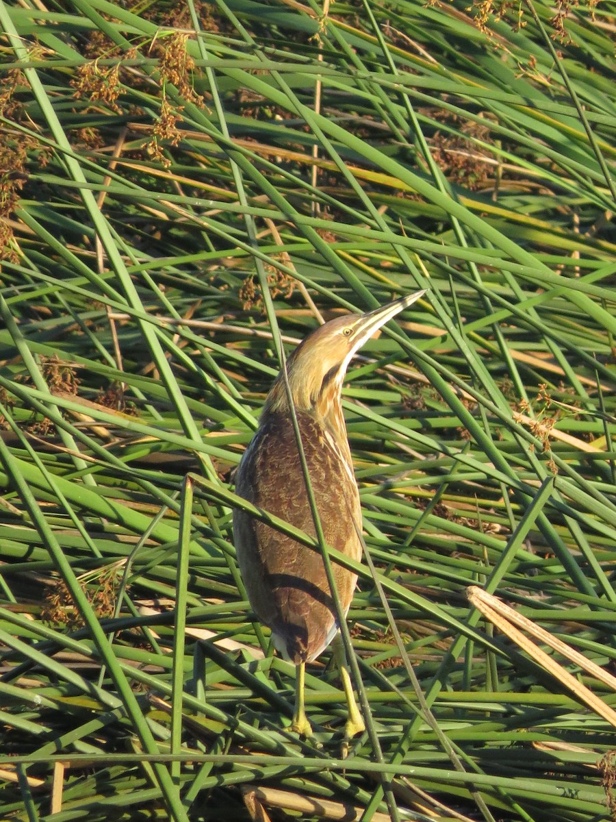 American Bittern - ML641477058