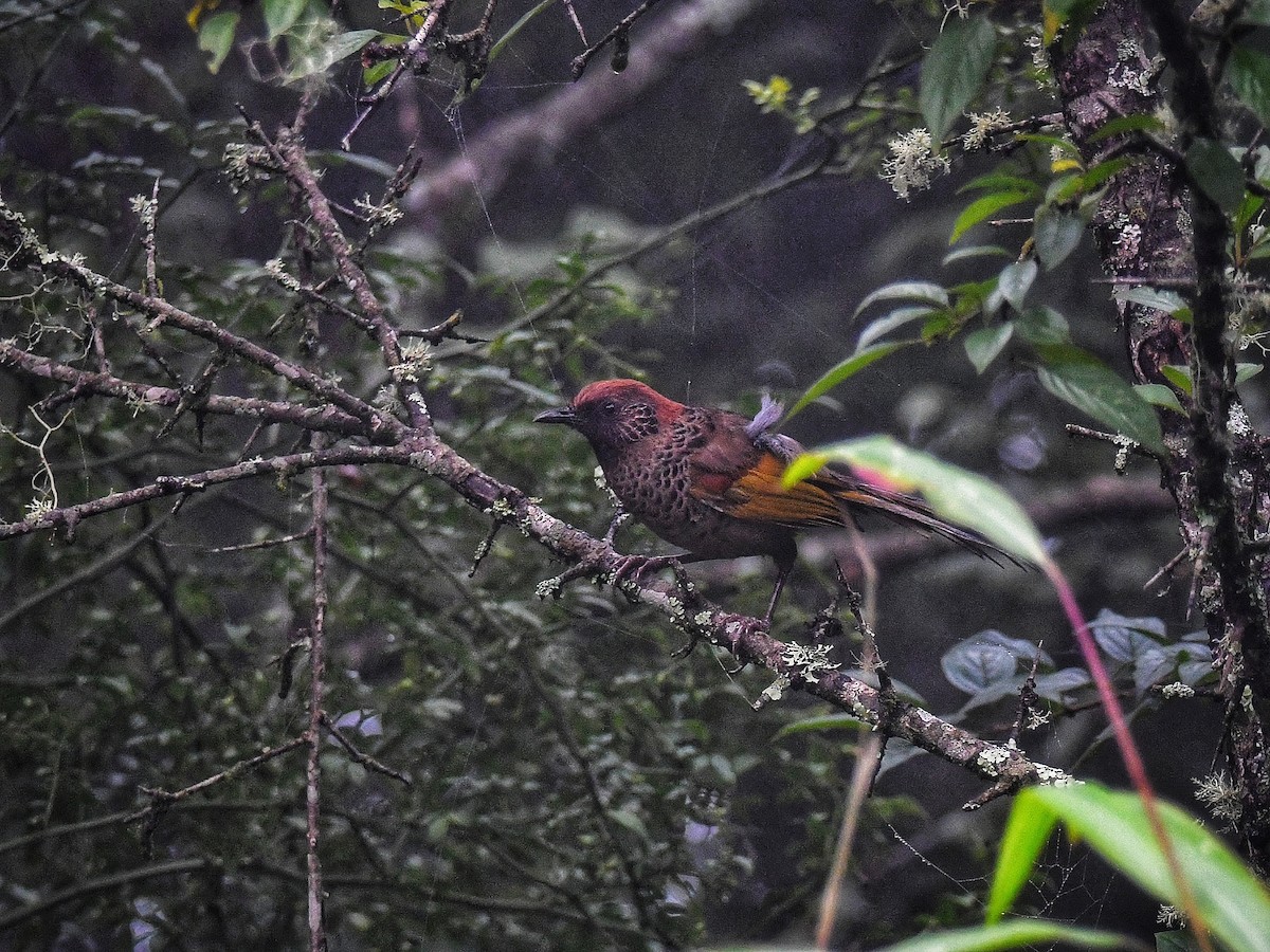 Chestnut-crowned Laughingthrush - ML641477069
