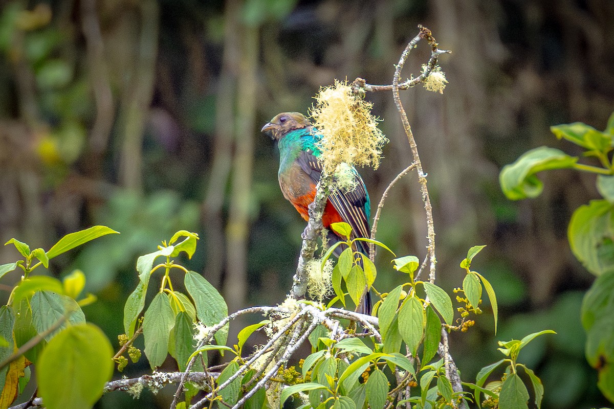 Golden-headed Quetzal - ML641477074