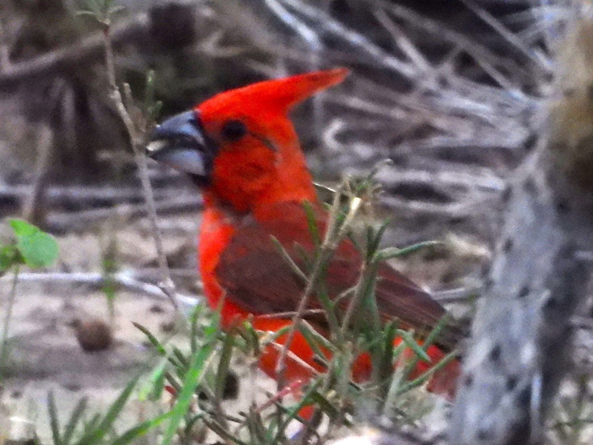 Vermilion Cardinal - ML641477102