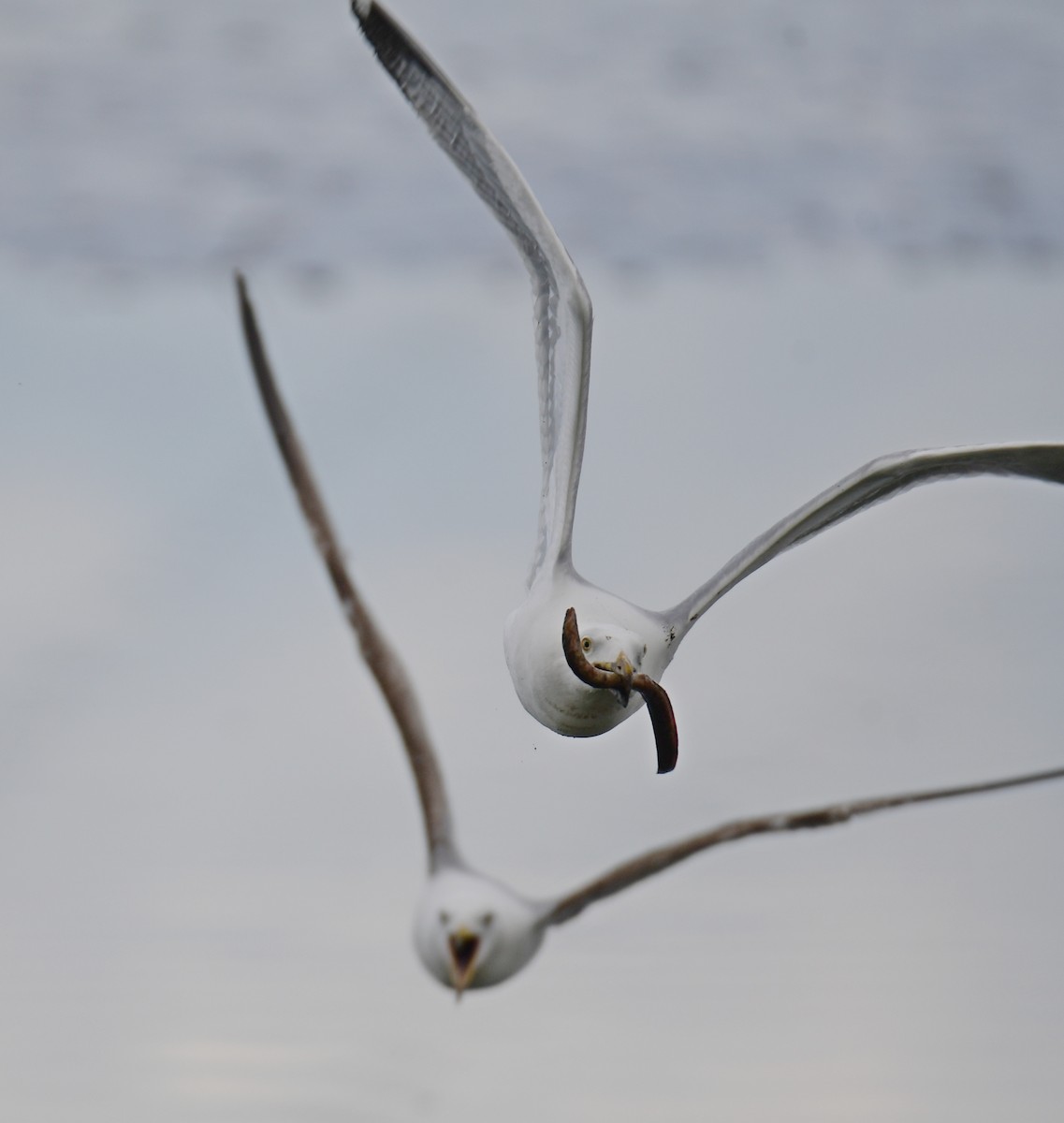 American Herring Gull - ML641477125
