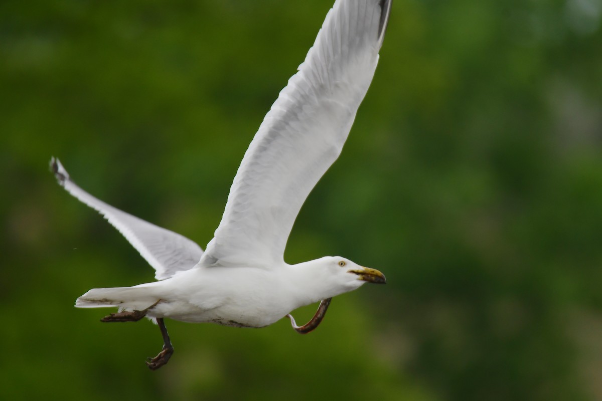American Herring Gull - ML641477126