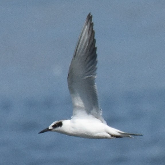 Forster's Tern - ML641477159