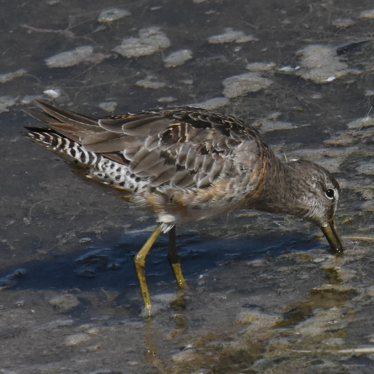 Short-billed Dowitcher - ML641477166
